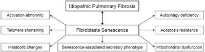 Fibroblast Senescence in Idiopathic Pulmonary Fibrosis